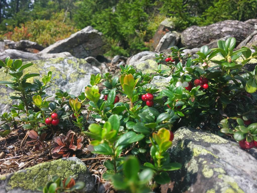 Chata Pod Koberstejnem Rejvíz Exteriér fotografie